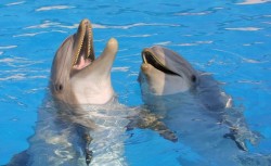 Mallorca - Marineland - Delfin Show