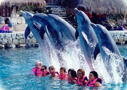 Delfinekkel úszás (egész napos, ebéddel)