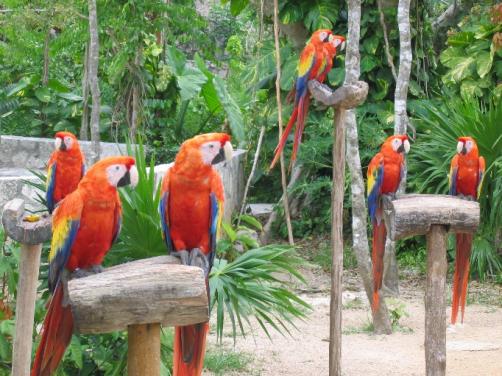 Xcaret (egész napos progam)