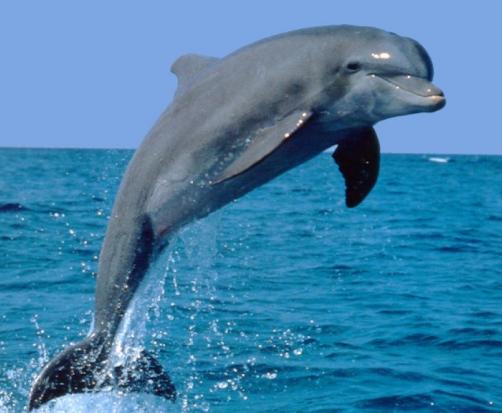 Delfin show - Dolphinella